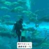 水族館のえさやりのショー