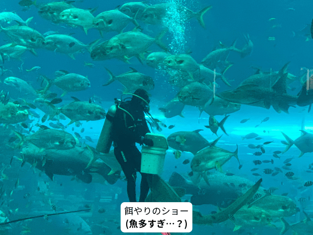 水族館のえさやりのショー